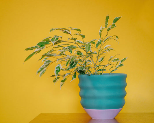 7" Big Wiggle Planter: Pink + Turquoise