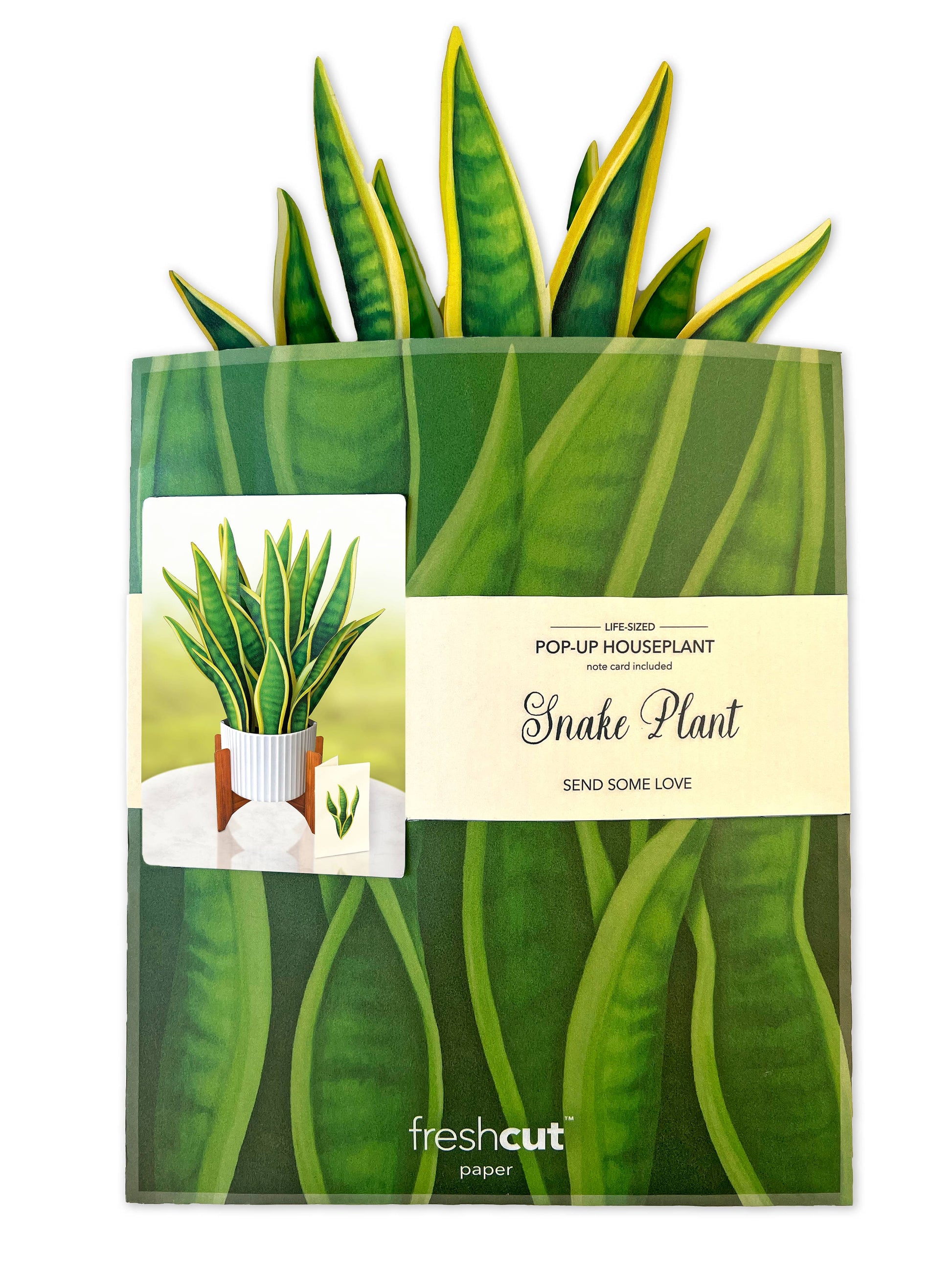 send a snake plant Snake Plant – Happy Happy Joy Joy