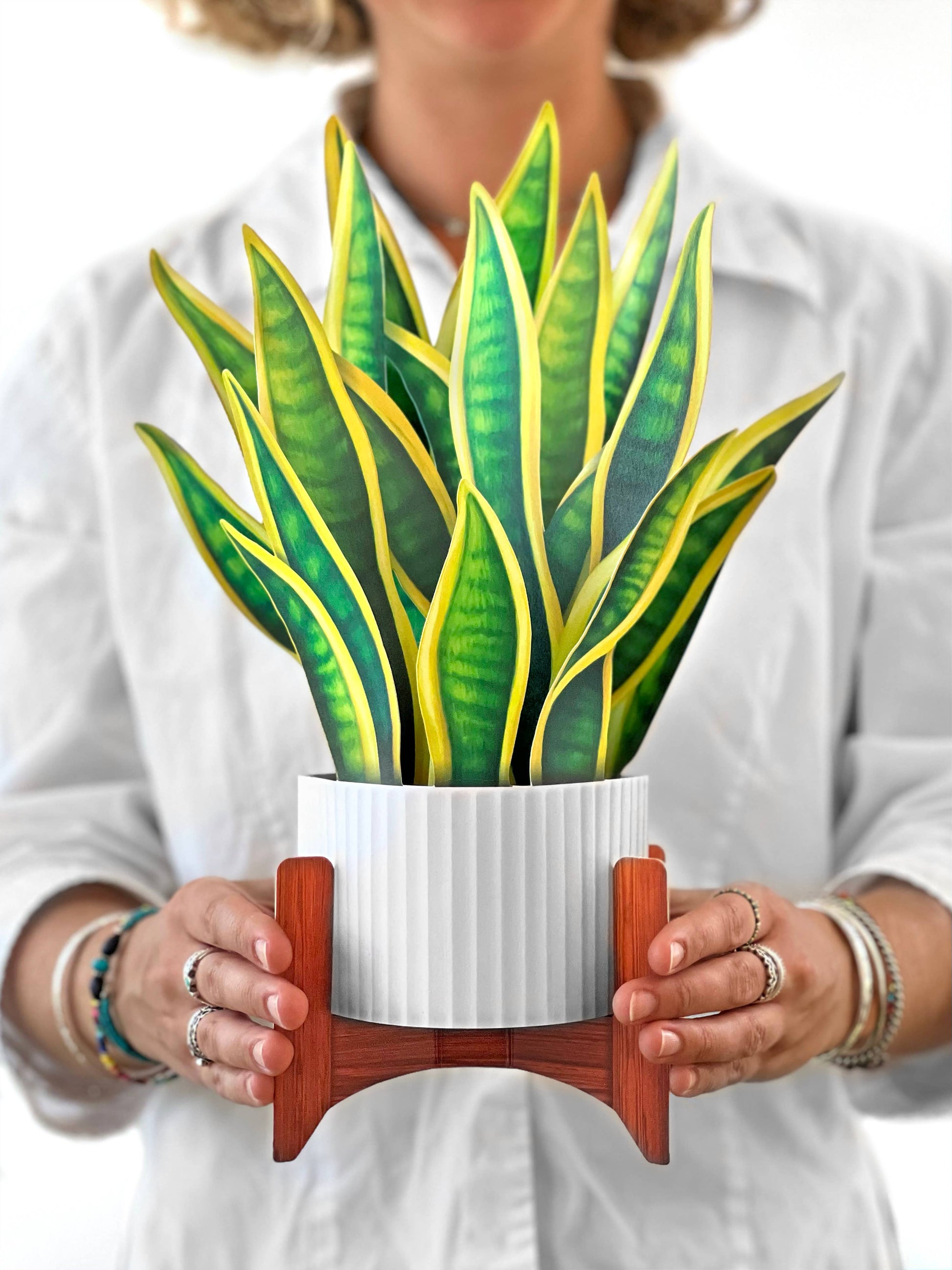 sansevieria happy Snake Plant – Happy Happy Joy Joy