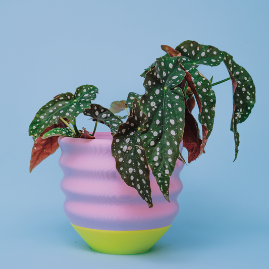 7" Big Wiggle Planter: Lime + Pink